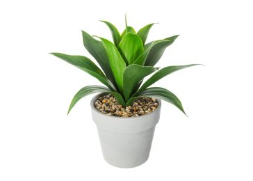 Декорација, Aloe vera